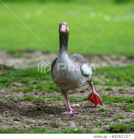 The greylag goose, Anser anser is a species of The greylag goose, Anser anser is a species of 68262157