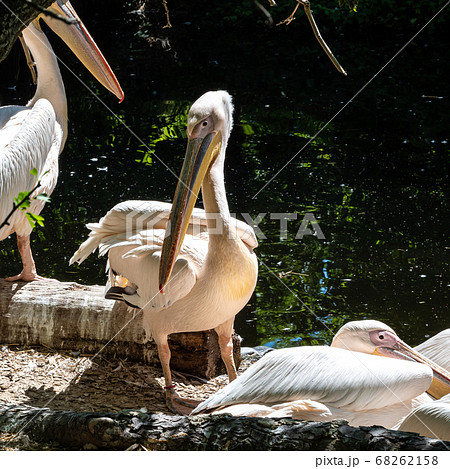 Great White Pelican, Pelecanus onocrotalus in a Great White Pelican, Pelecanus onocrotalus in a 68262158