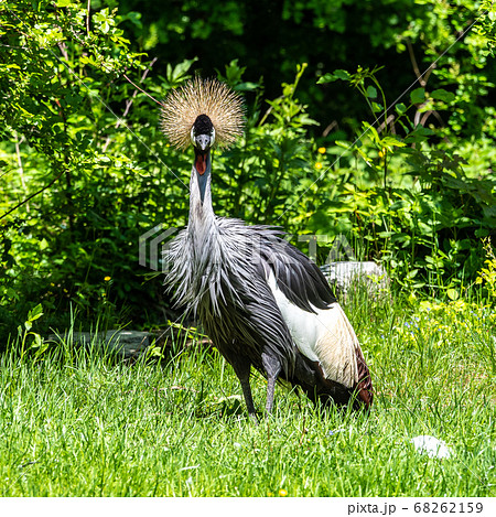 Black Crowned Crane, Balearica pavonina in a park Black Crowned Crane, Balearica pavonina in a park 68262159