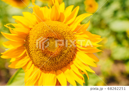Close up beautiful sunflowers blooming in the field Close up beautiful sunflowers blooming in the field 68262251