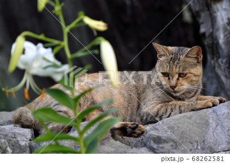 天草の野良猫 68262581