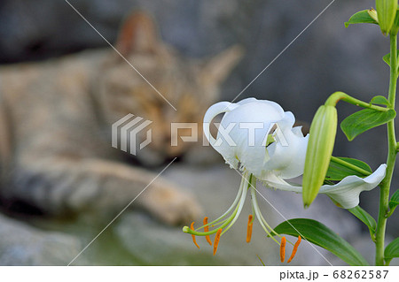 天草の野良猫 68262587