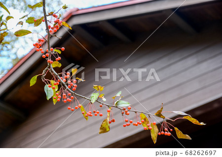 赤い屋根の木造のログハウスと小梨（ズミ）の大木から垂れ下がる枝に生る真っ赤に熟した鈴なりの実。 68262697