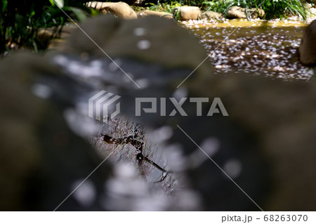 水たまりに映る桜 68263070