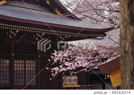 熊野神社の桜 熊野神社の桜 68263074