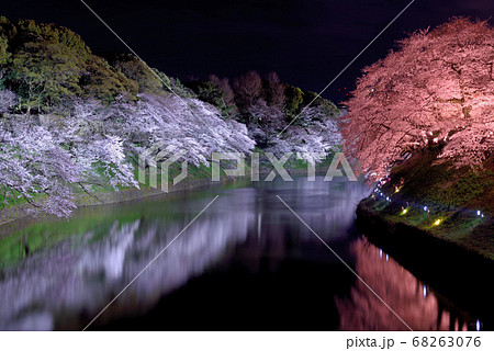 千鳥ヶ淵の夜桜 68263076