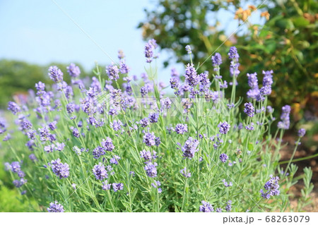 ラベンダーの花 センティヴィア ラベンダーの花 センティヴィア 68263079