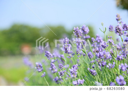 ラベンダーの花 センティヴィアの写真素材