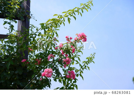 バラの花　バレリーナ 68263081