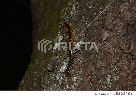 トビズムカデ トビズムカデ 68263438