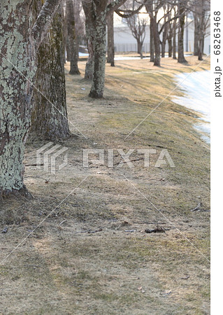 雪解け時期の丘で芽吹きを待つ木々と残雪 68263468