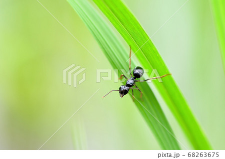 草を歩くアリ 68263675