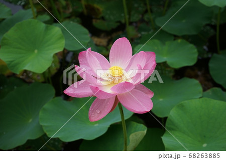 五郎沼の中尊寺ハス 68263885