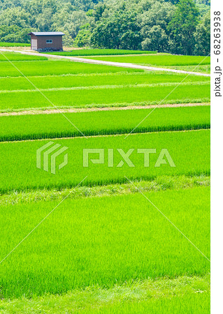 夏の田んぼ（8月）の写真素材 [68263938] - PIXTA