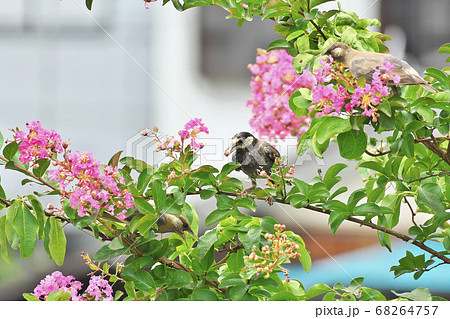 ムクドリ 68264757