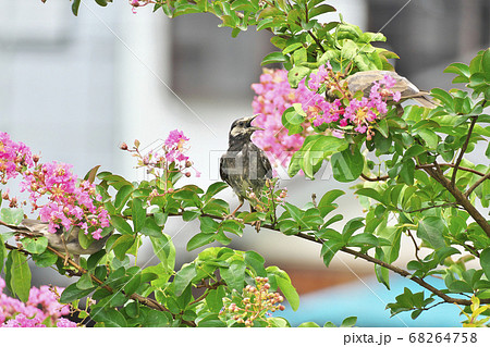 ムクドリ 68264758