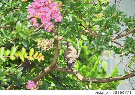 ムクドリ 68264771