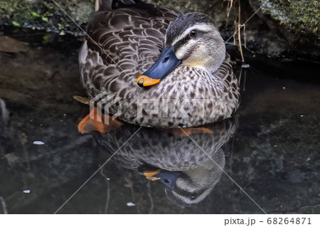 東高根森林公園のカルガモ 東高根森林公園のカルガモ 68264871