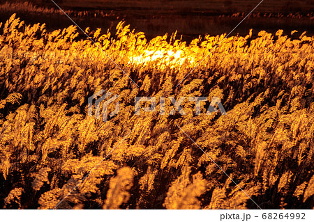 秋の日暮れのススキ野原 68264992