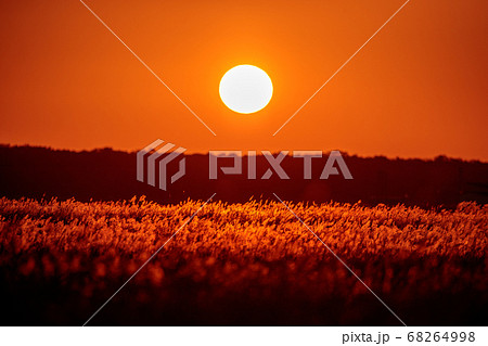 秋の日暮れのススキ野原 68264998