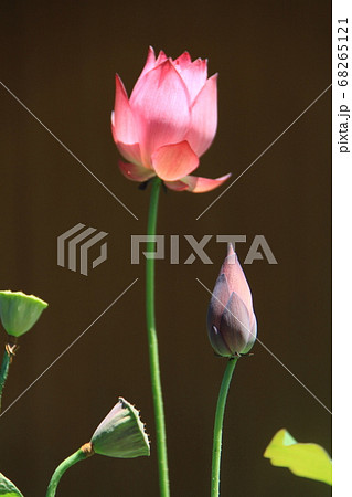凛として艶やかに咲く花 凛として艶やかに咲く花 68265121