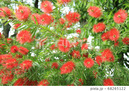 夏に咲く情熱の花 68265122