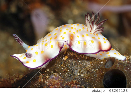 Nudibranch Sea Slug, Hypselodoris pulchella Nudibranch Sea Slug, Hypselodoris pulchella 68265128