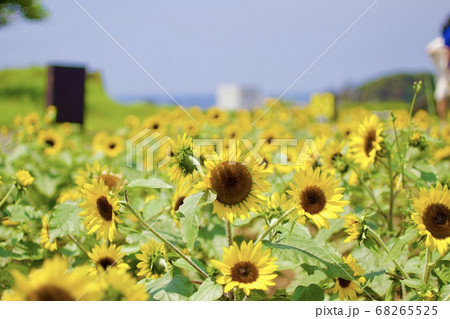 夏の三崎 夏の三崎 68265525