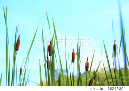 ガマの穂と青空 ガマの穂と青空 68265804