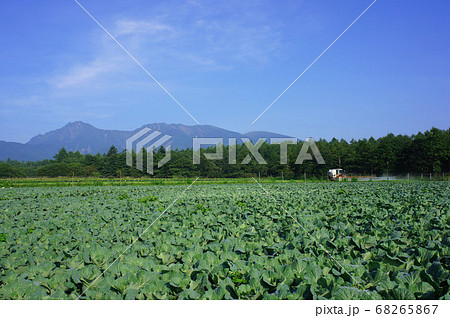 キャベツ畑と八ヶ岳が夏空に映える野辺山高原の風景の写真素材