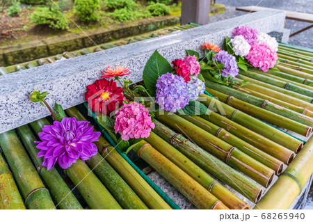 竹駒神社の手水舎 あじさいの花手水 宮城県岩沼市の写真素材