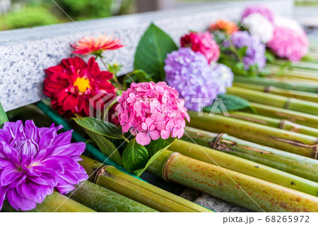 竹駒神社の手水舎 あじさいの花手水 宮城県岩沼市 竹駒神社の手水舎 あじさいの花手水 宮城県岩沼市 68265972