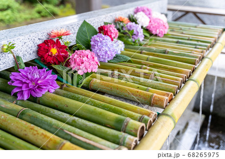竹駒神社の手水舎 あじさいの花手水 宮城県岩沼市 竹駒神社の手水舎 あじさいの花手水 宮城県岩沼市 68265975