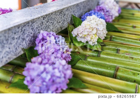 竹駒神社の手水舎　あじさいの花手水　宮城県岩沼市 68265987