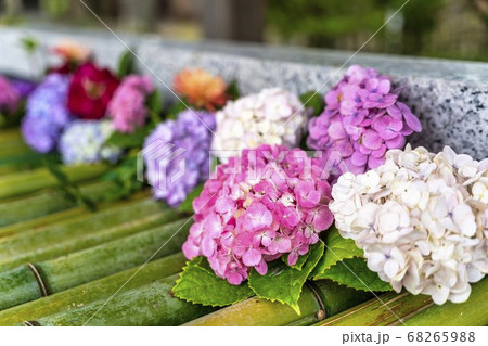 竹駒神社の手水舎　あじさいの花手水　宮城県岩沼市 68265988