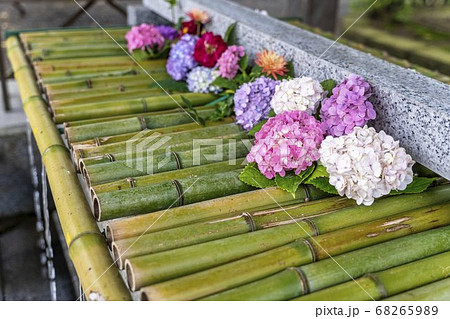 竹駒神社の手水舎　あじさいの花手水　宮城県岩沼市 68265989
