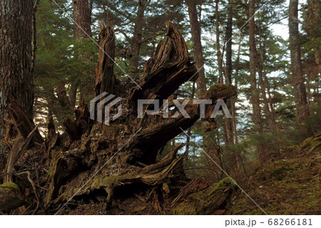 冬の北岳登山「登山道脇の倒木」 68266181