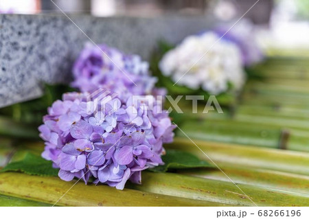 竹駒神社の手水舎　あじさいの花手水　宮城県岩沼市 68266196