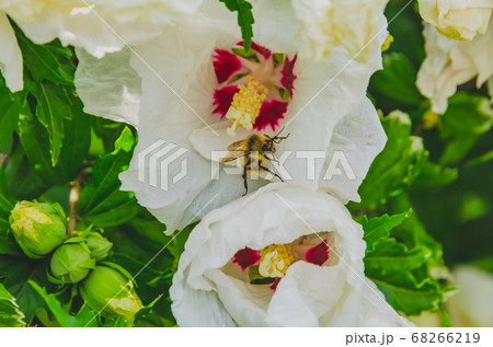 アメリカフヨウの白い花とミツバチ 68266219
