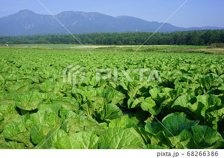 白菜畑と八ヶ岳が夏空に映える野辺山高原の風景 68266386