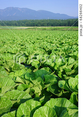 白菜畑と八ヶ岳が夏空に映える野辺山高原の風景 68266402