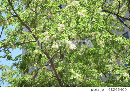 大連のアカシアの花(中国) 大連のアカシアの花(中国) 68266409