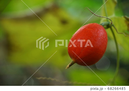 カラスウリの実が赤い カラスウリの実が赤い 68266485