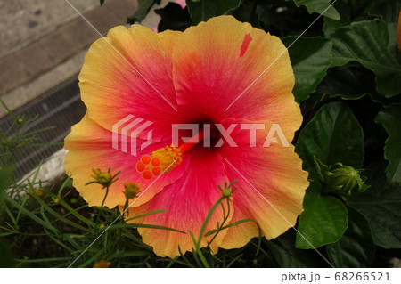 黄色と赤のハイビスカスの花の写真素材