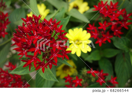 赤いペンタスと黄色の花の写真素材