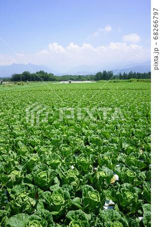 白菜畑が夏空に映える野辺山高原の風景 白菜畑が夏空に映える野辺山高原の風景 68266797