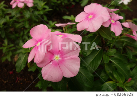 雨に濡れたピンクの日日草の花 雨に濡れたピンクの日日草の花 68266928