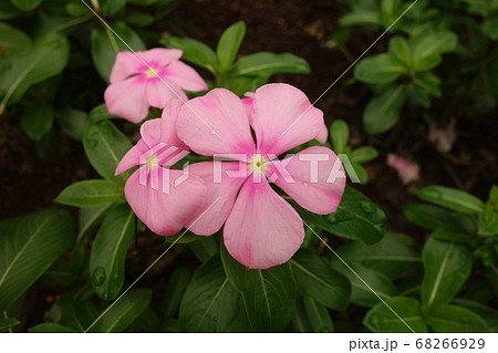 雨に濡れたピンクの日日草の花 68266929