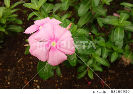 雨に濡れたピンクの日日草の花 雨に濡れたピンクの日日草の花 68266930