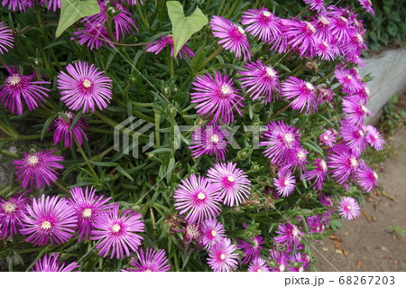 屋外に咲いた孔雀アスターの花の写真素材 6673